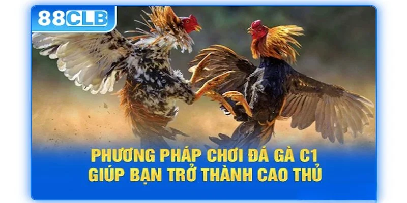 Bí kíp chơi cá cược đá gà C1 đạt hiệu quả mong muốn