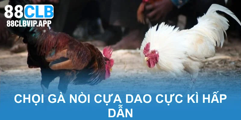 Chọi gà nòi cựa dao cực kì hấp dẫn
