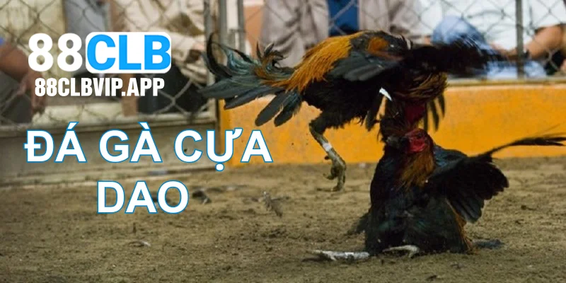 Đá Gà Cựa Dao