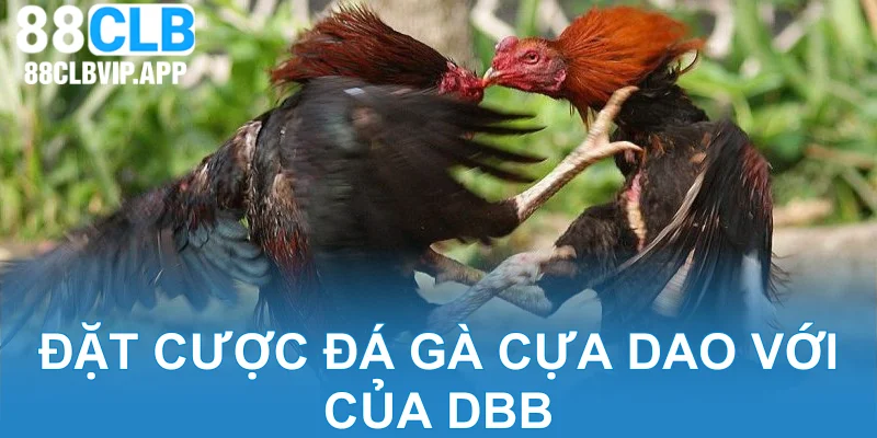 Đặt cược đá gà cựa dao với của DBB