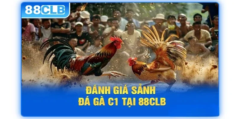 Các thông tin cơ bản về đá gà C1 tại 88CLB cần nắm rõ