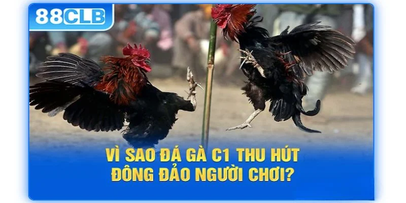 Các ưu điểm thu hút người xem của trực tiếp đá gà C1 thu hút